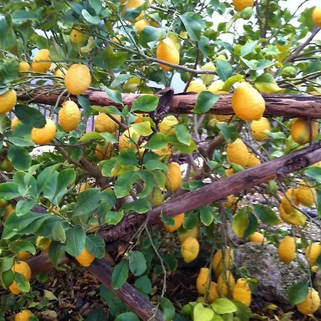 La Dei Fiori Alloggio per agriturismo *